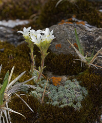 Saxifraga diapensioides, photograph (c) Thierry Arbault, some rights reserved (CC BY)