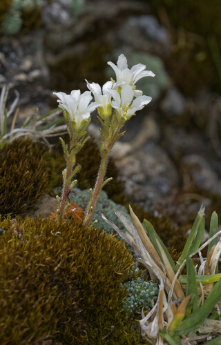 Saxifraga diapensioides, photograph 2