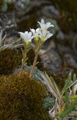 Saxifraga diapensioides, photograph (c) Thierry Arbault, some rights reserved (CC BY)