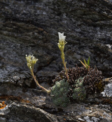 Saxifraga diapensioides