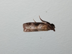 Calguia defiguralis