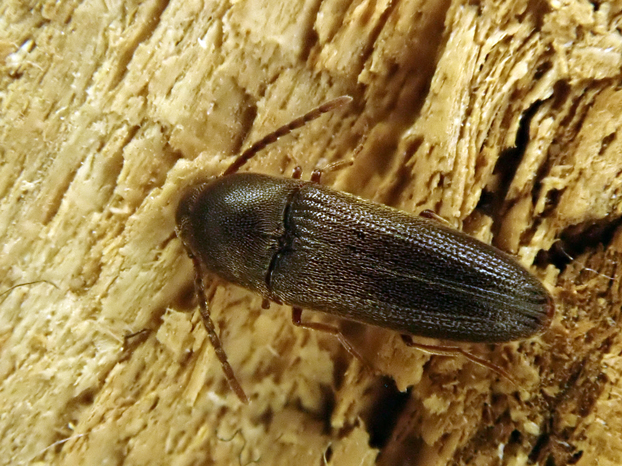 Hylis olexai