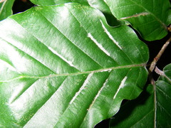 Aceria nervisequa