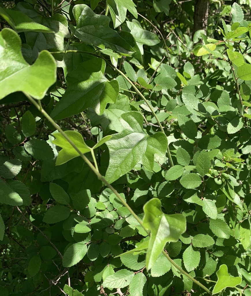 Carolina snailseed from Limestone Quarry Park, Frisco, TX, US on April