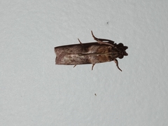 Calguia defiguralis