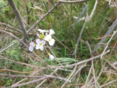 Cardamine pratensis