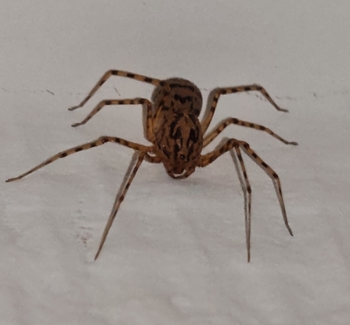 Common Spitting Spider