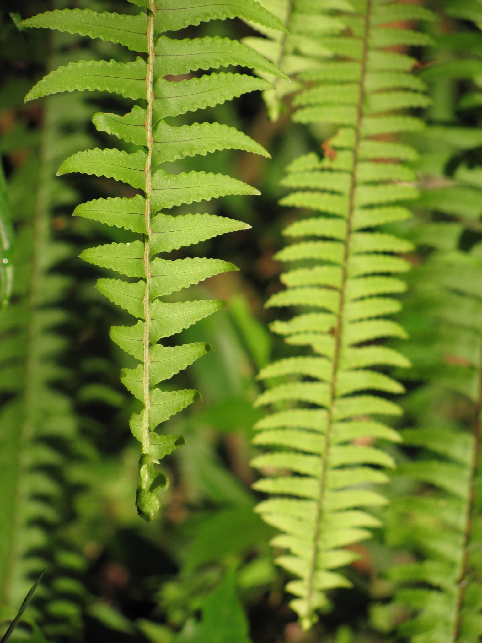 Nephrolepis pendula