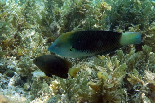 Halichoeres podostigma observed 2026-07-16