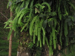 Nephrolepis pendula