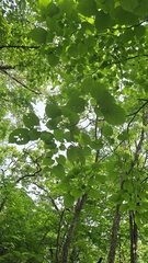 Tilia mandshurica, photograph (c) Violetta Dzizyurova, some rights reserved (CC BY)