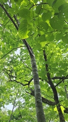 Tilia mandshurica, photograph (c) Violetta Dzizyurova, some rights reserved (CC BY)