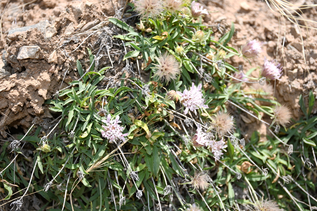 Pterocephalus afghanicus