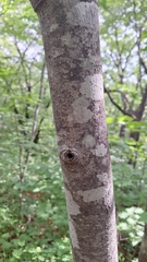 Tilia mandshurica, photograph (c) Violetta Dzizyurova, some rights reserved (CC BY)