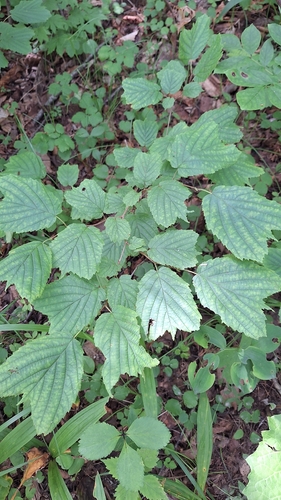 Corylus heterophylla, photograph 2