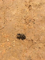 Hoplomutilla