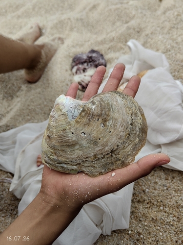 Pinctada mazatlanica observed 2026-07-16