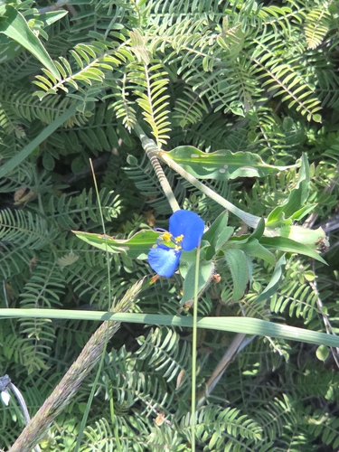 sand dayflower