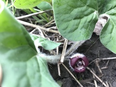 Asarum canadense reflexum
