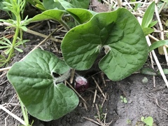 Asarum canadense reflexum