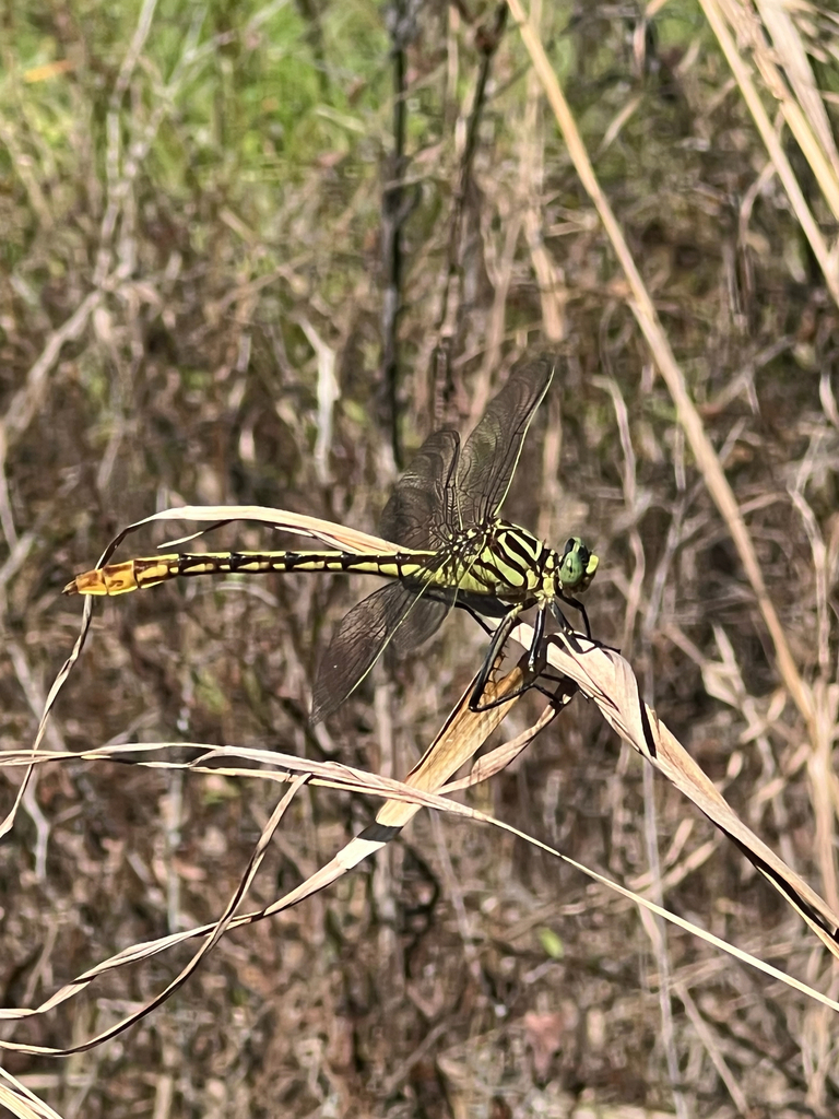 Southeastern Spinyleg