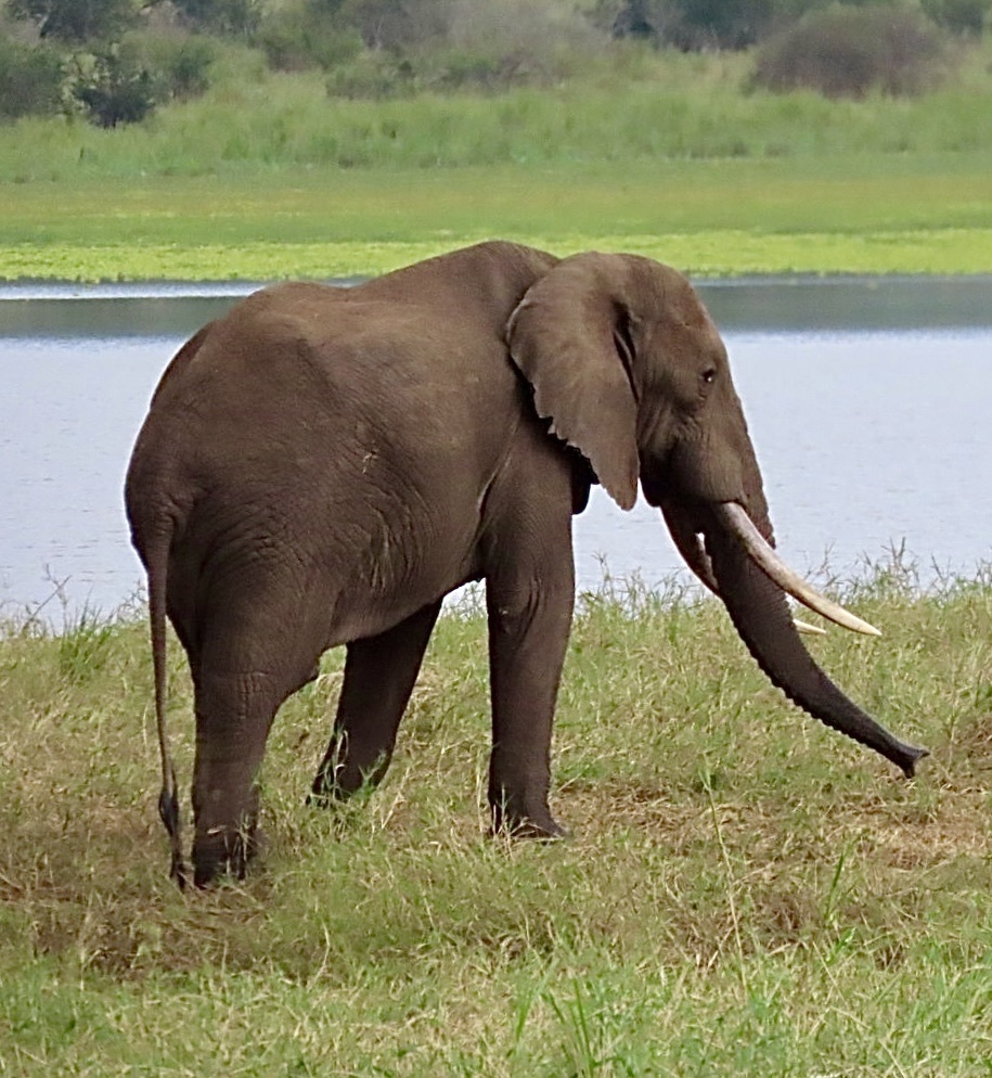 Elefante africano de sabana (Loxodonta africana)