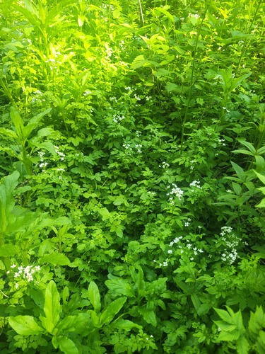 Cardamine amara, photograph 5