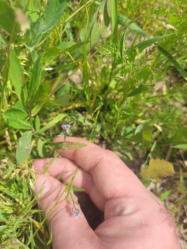 Myosotis stricta