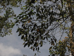 Nectandra acutifolia