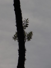 Ocotea sericea