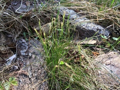 Carex alba