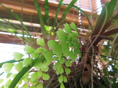 Adiantum capillus-veneris
