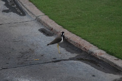 Vanellus indicus