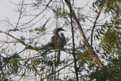 Ocyceros birostris