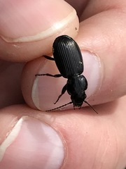 Pterostichus aethiops