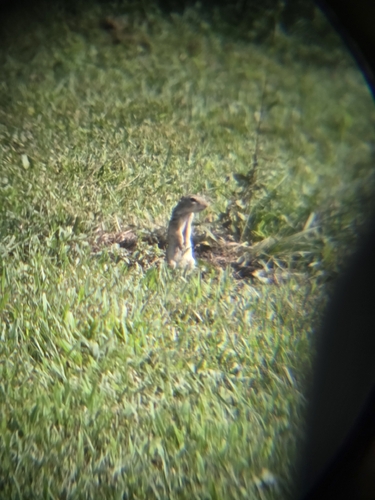 Thirteen-lined Ground Squirrel