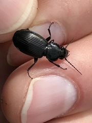 Pterostichus aethiops