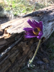 Pulsatilla montana