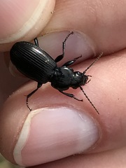 Pterostichus aethiops