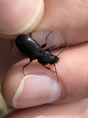 Pterostichus aethiops