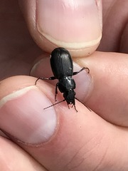 Pterostichus aethiops