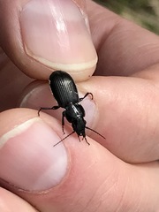 Pterostichus aethiops