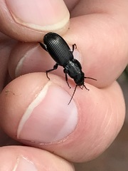 Pterostichus aethiops