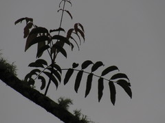 Toxicodendron striatum