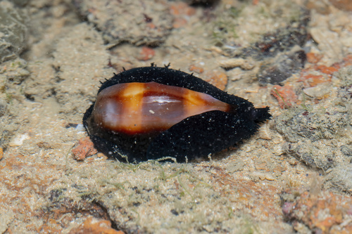 Cypraea onyx observed 2026-07-15