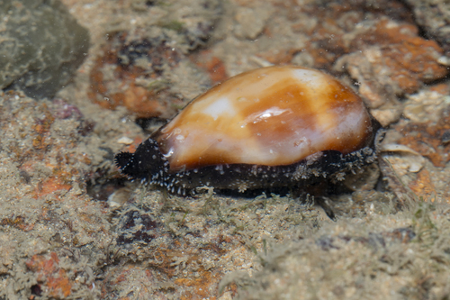 Cypraea onyx observed 2026-07-15