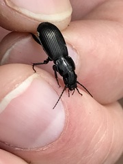 Pterostichus aethiops