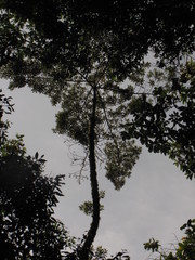 Ocotea sericea