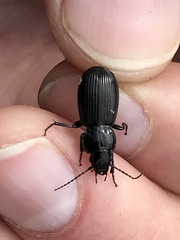 Pterostichus aethiops