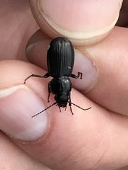 Pterostichus aethiops